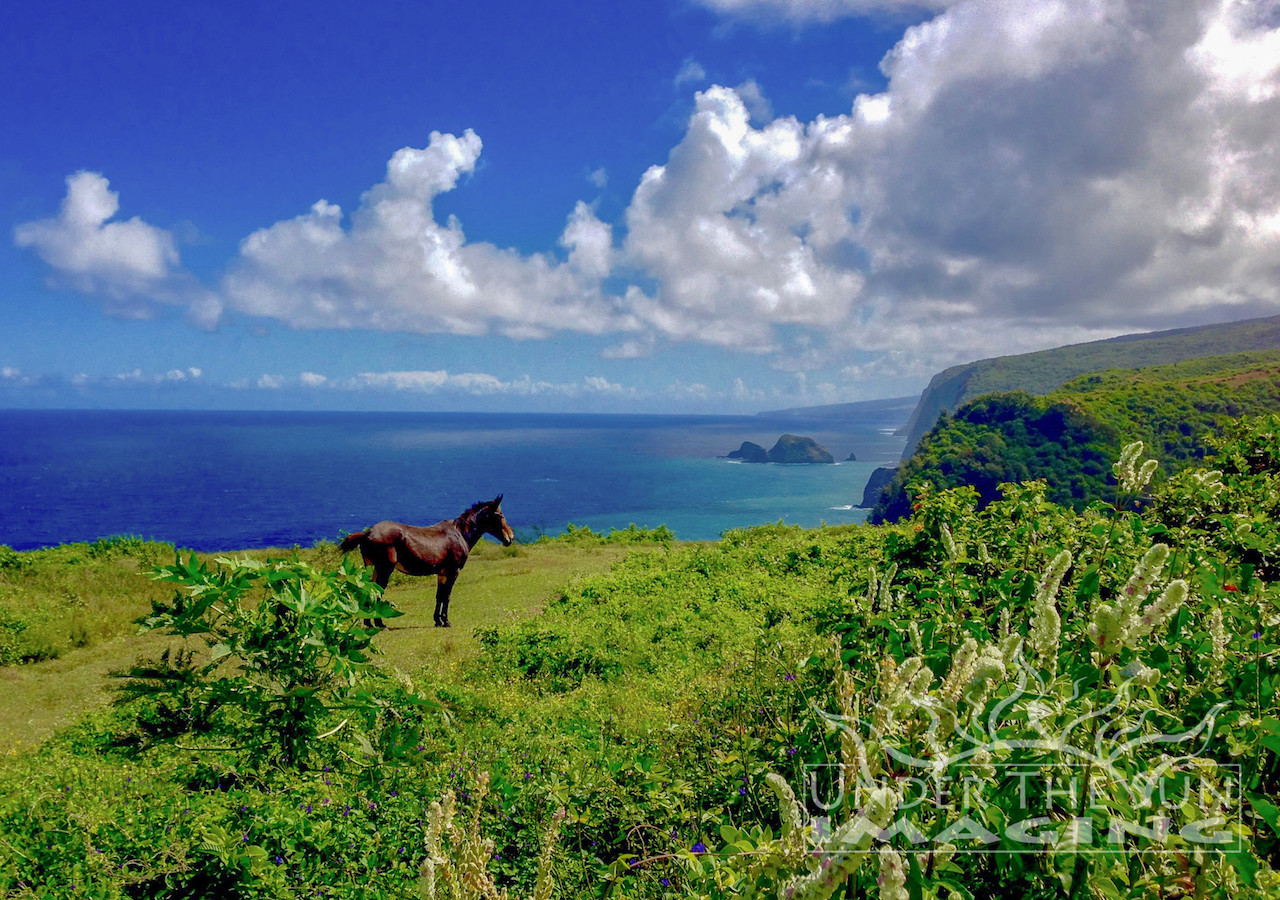 Greener Pastures